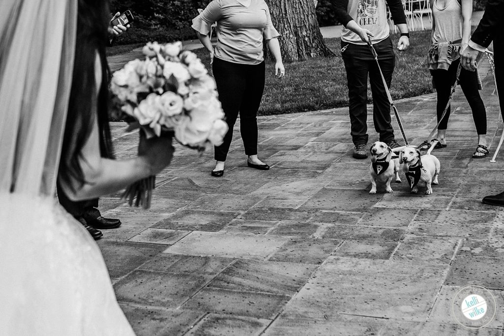 bride calls her dogs to her after the wedding ceremony
