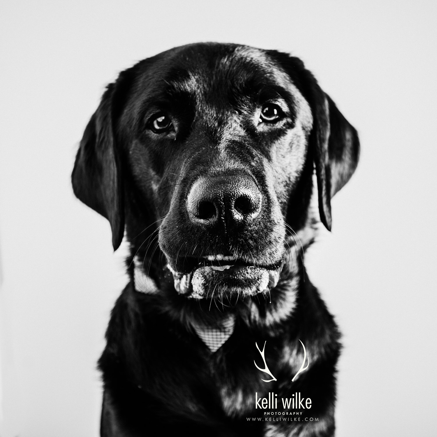 A black and white posed portrait of a black lab in a bow tie looking at the camera during a pet portrait session with Kelli Wilke Photography in Wilmington, Delaware. 
