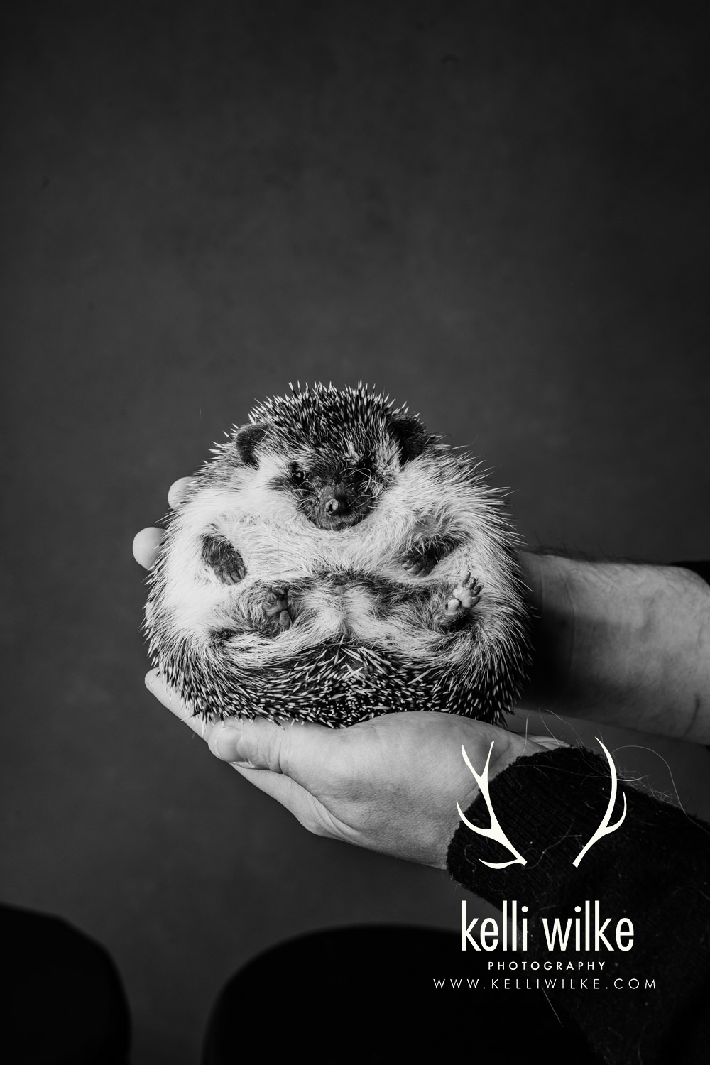 A black and white portrait of a tiny hedgehog being held by a set of human hands during a pet portrait session by Kelli Wilke Photography in Wilmington, Delaware.