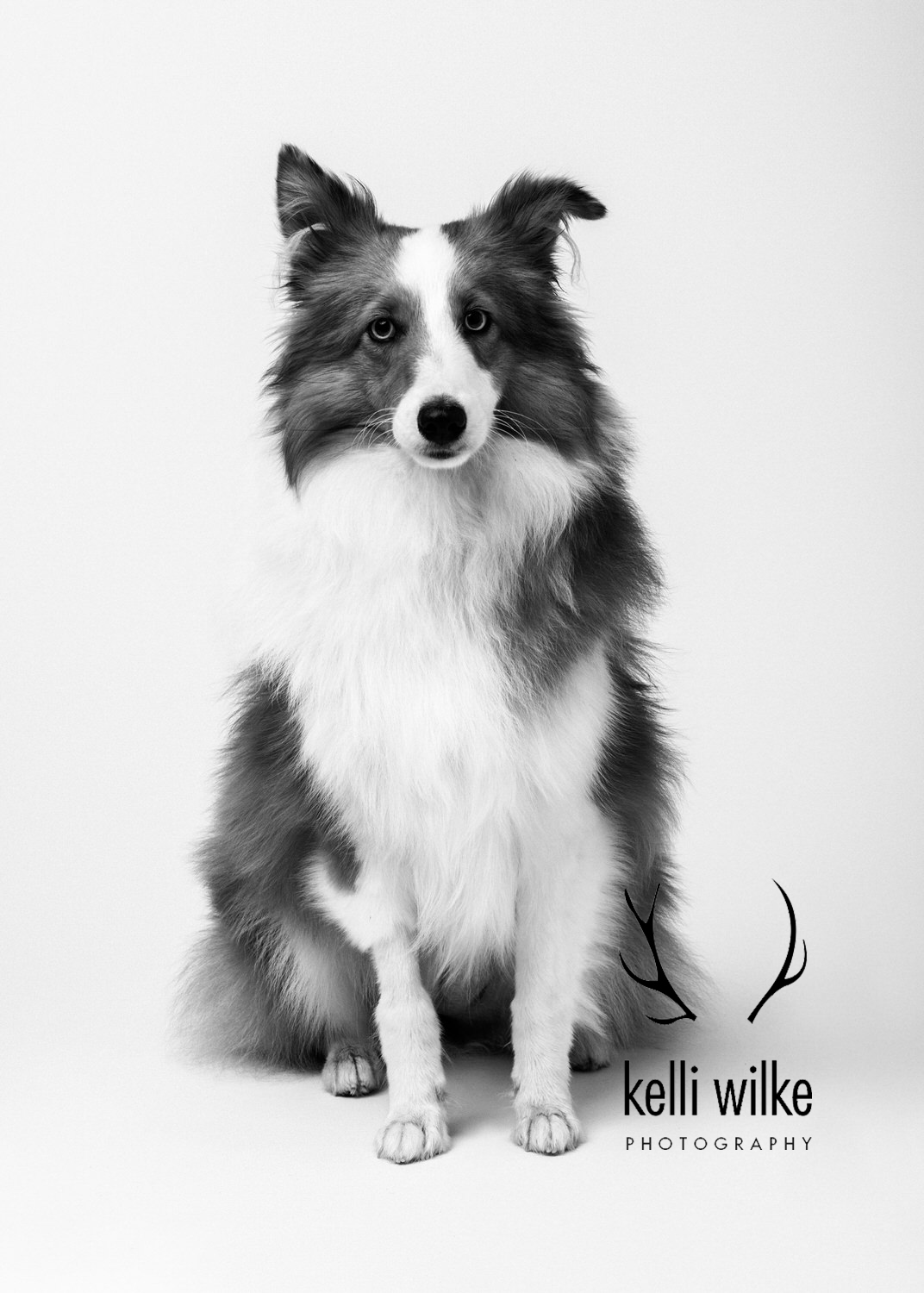 A black and white picture of a Border Collie looking at the camera during a pet portrait session with Kelli Wilke Photography in Wilmington, Delaware. 