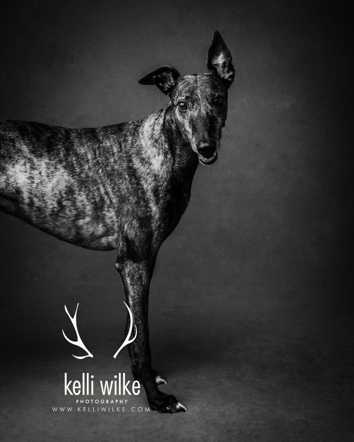 A black and white picture of a Brindle Greyhound smiling at the camera during a pet portrait session by Kelli Wilke Photography in Wilmington, Delaware. 