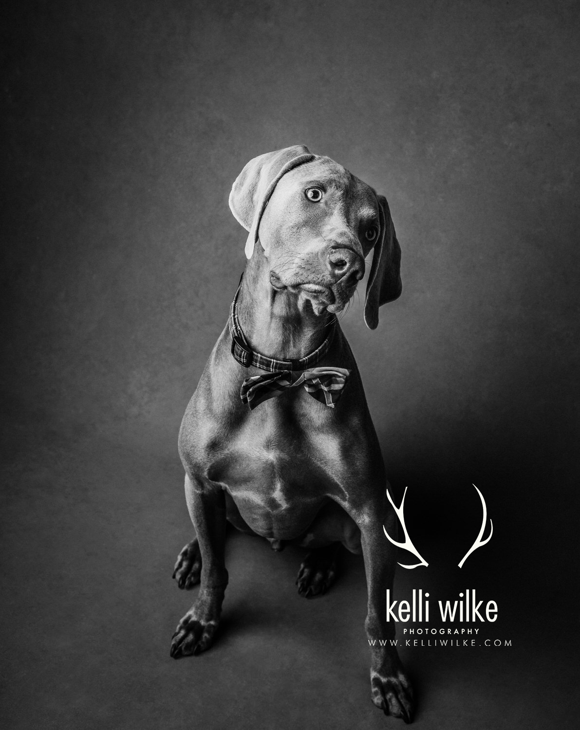 A black and white portrait of a lab in a bow tie cocking his head and looking at the camera during a pet portrait session in Wilmington, Delaware by Kelli Wilke Photography. 