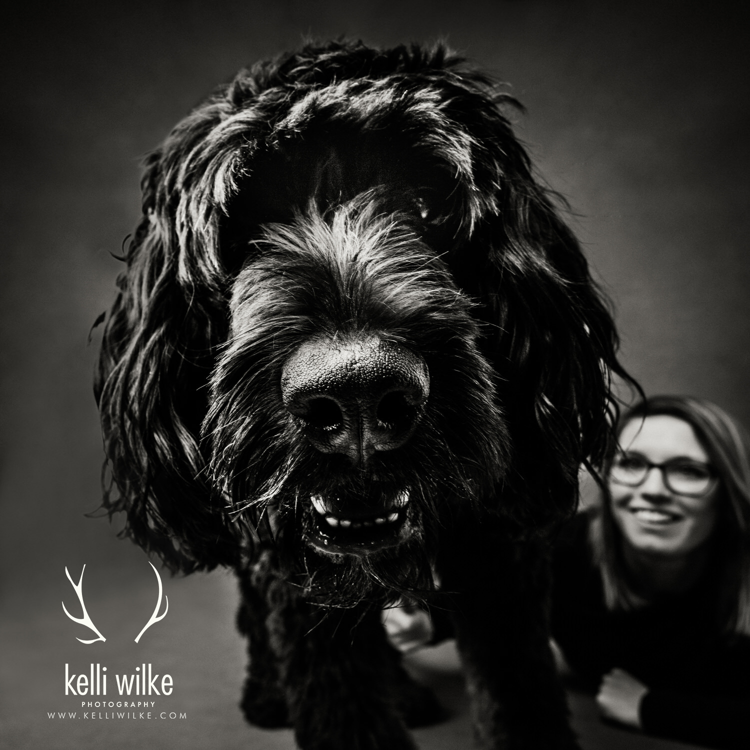 A close-up black and white picture of a shaggy black dog looking straight into the camera during a pet pet portrait session by Kelli Wilke Photography in Wilmington, Delaware. 
