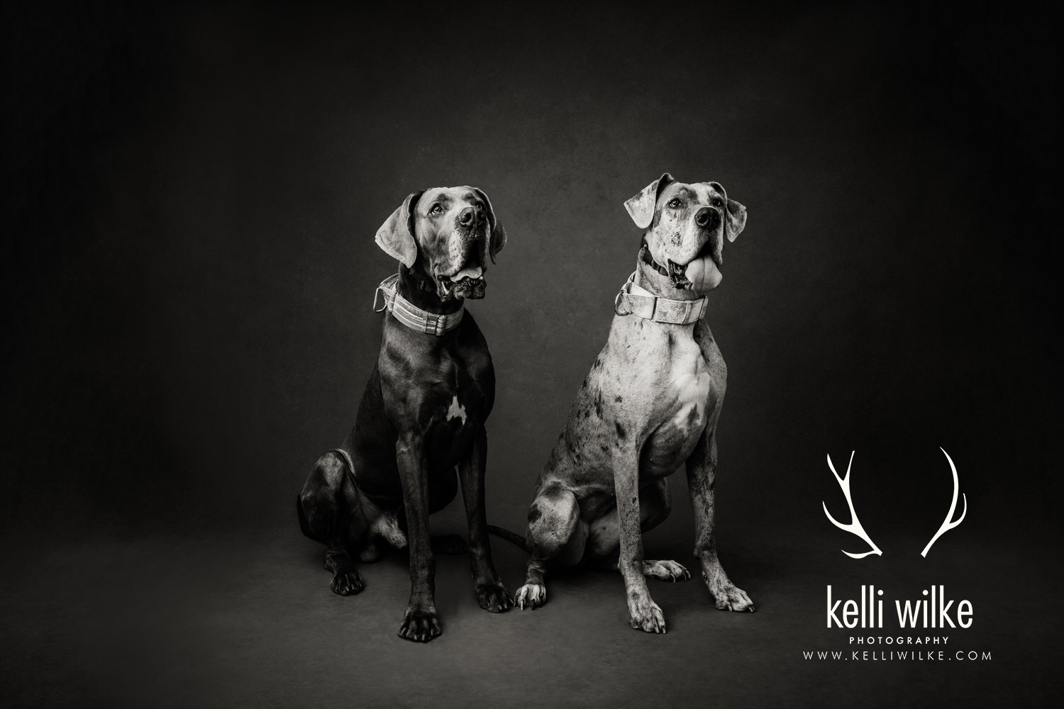 A black and white portrait of two large Great Danes looking just off camera during a pet portrait session by Kelli Wilke Photography in Wilmington, Delaware. 