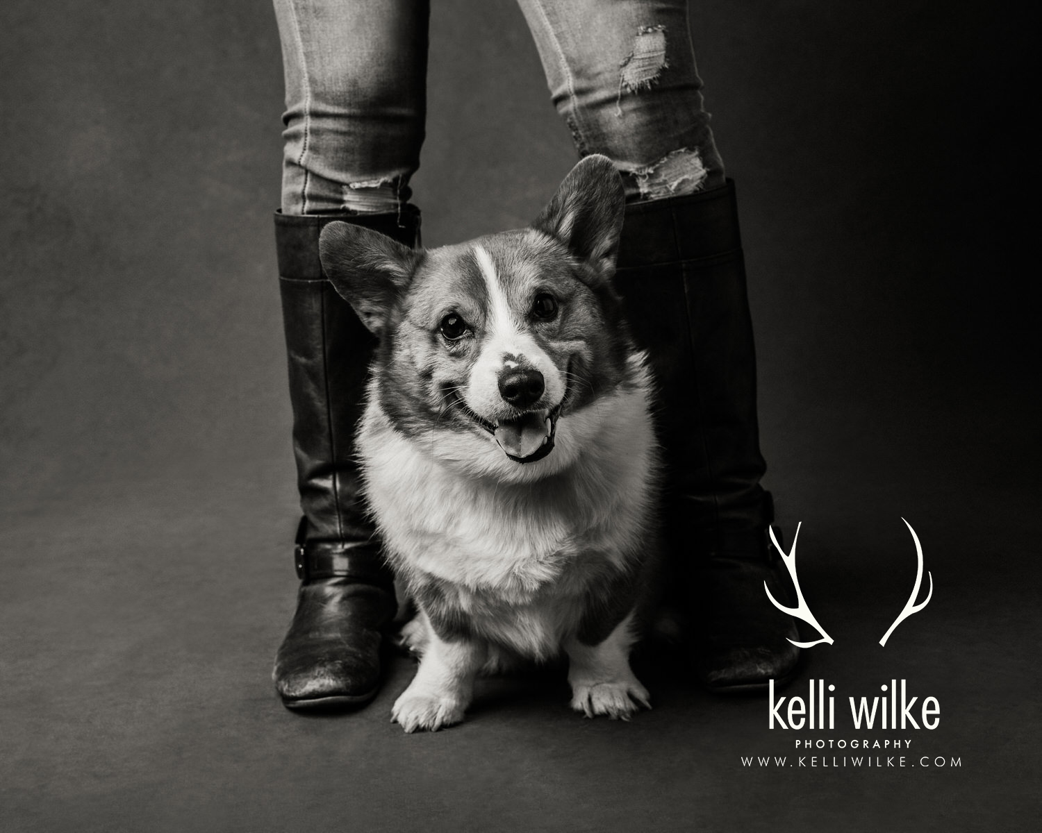 A black and white picture of a corgi smiling at the camera as he stands between his owners legs during a pet portrait session by Kelli Wilke Photography in Wilmington, Delaware. 