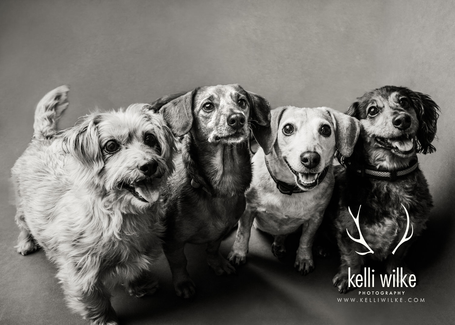 A black and white portrait of four small dogs smiling at the camera during a pet portrait session by Kelli Wilke Photography in Wilmington, Delaware. 